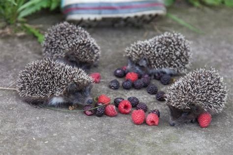 foods prepared hedgehog style|should you give hedgehogs milk.